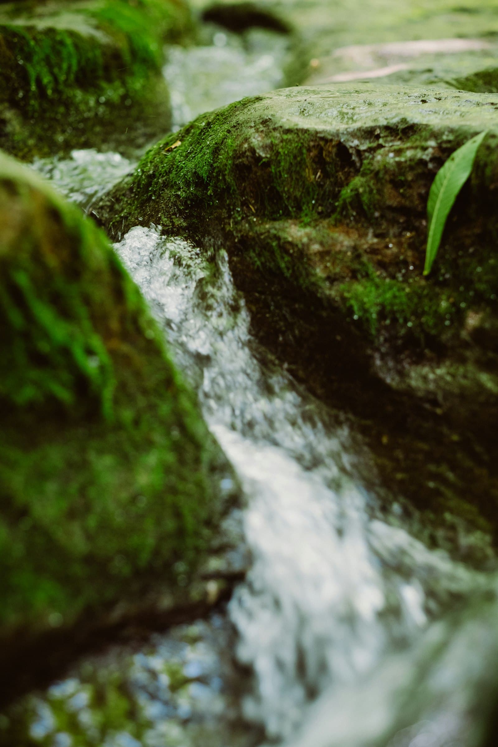A stream flowing down between mossy rocks