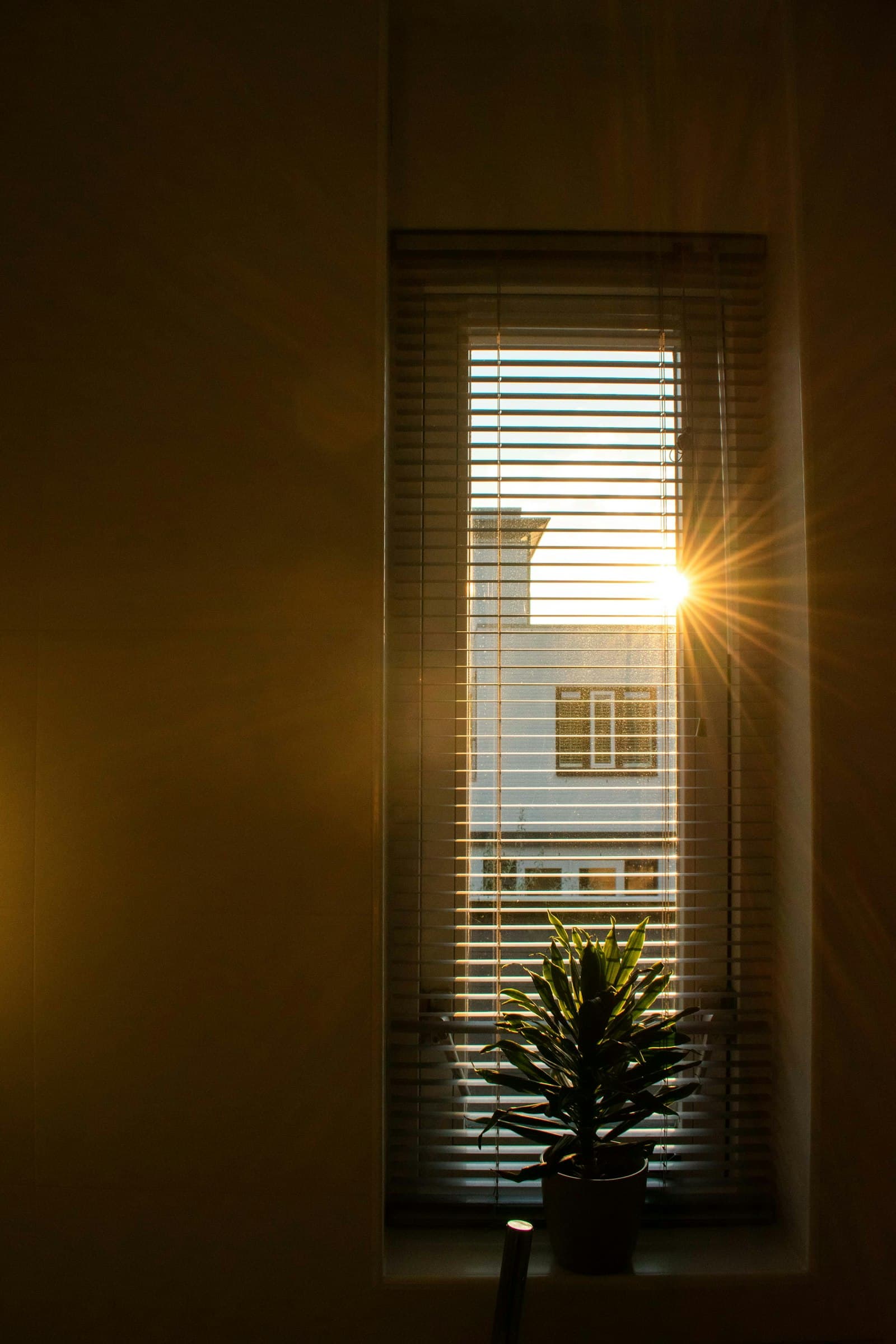 Morning light through a window, with a potted plant